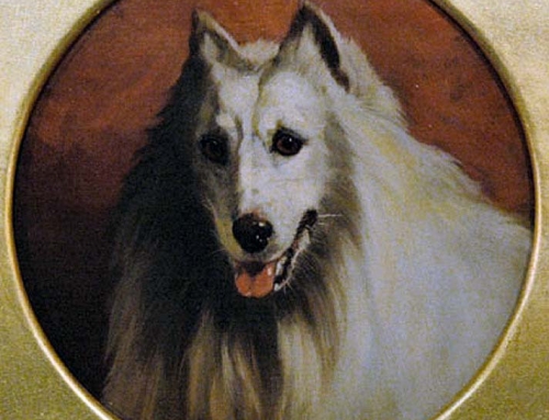 George Earl – White Miniature Collie